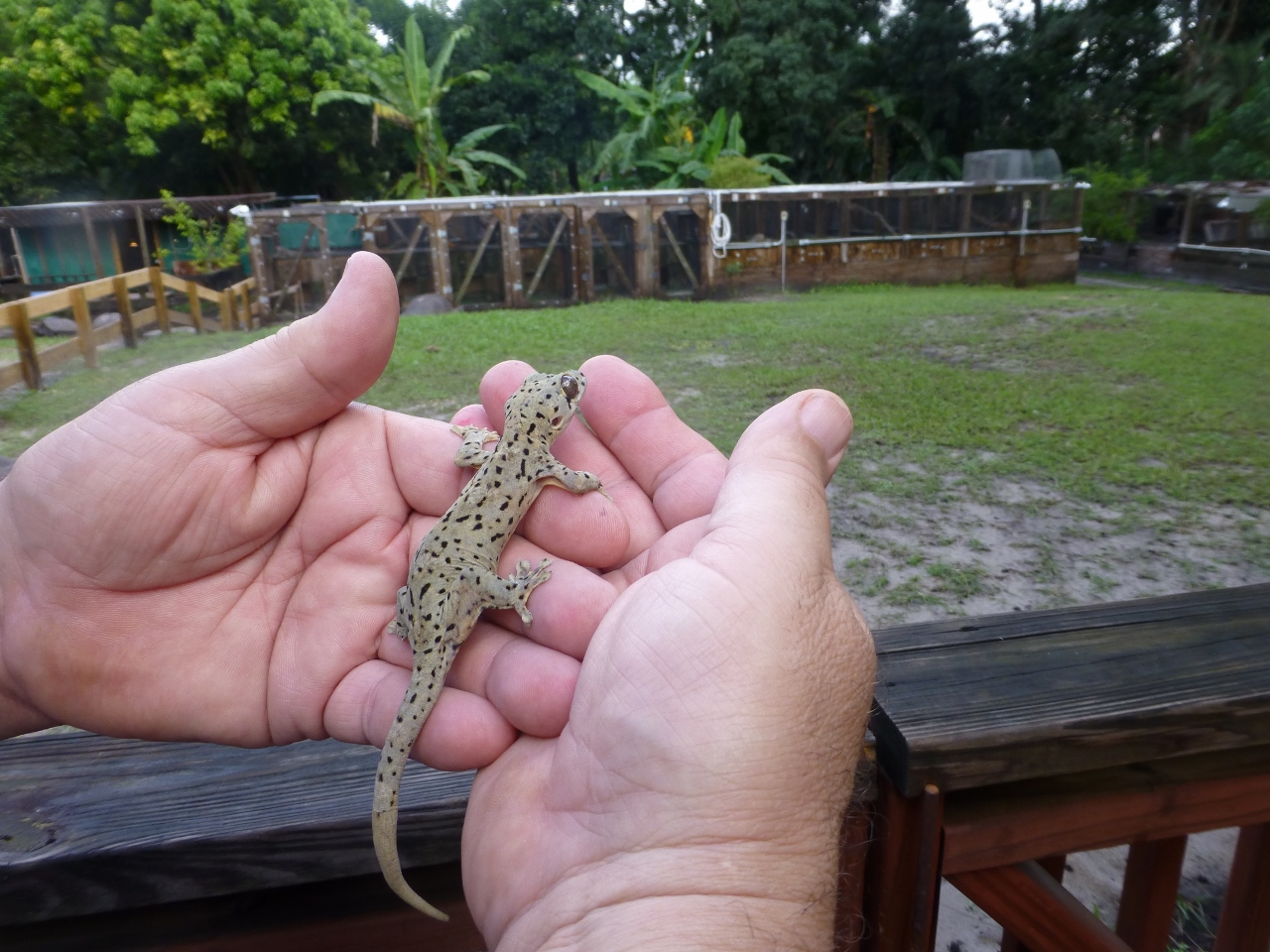 Giant Spotted geck Back 2 (1280x960).jpg